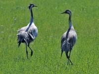 2016-05-20 10h35m20 - Kraanvogel - Aat Bender